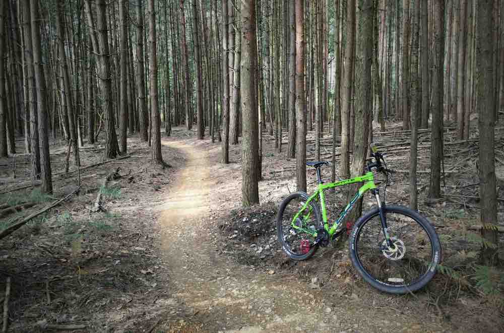 Mtb forest trail